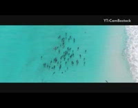 Drone shot of dolphins swimming in ocean 