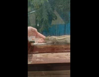 Person hand feed nuts to chipmunk window