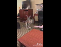 Kangaroo hotel room