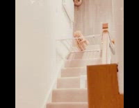 Small brown dog white baby gate stairs 
