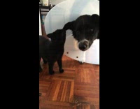 Cat first time to see cone eats it