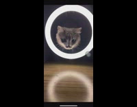Cat does thirst trap background light tiktok trend