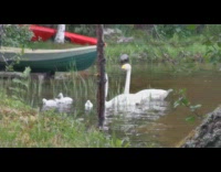 Family of white swans brown river water 