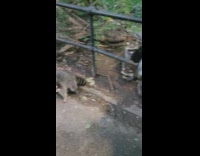 Man feeds raccoons at central park 