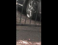 Hawk with prey kill and person filming comments