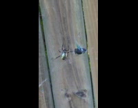 Black and red spider spins web around caught bug pt. 2 