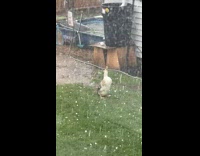 Duck soaking in hail storm at yard 