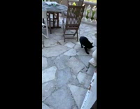 Black cat plays with metal bowl outside 