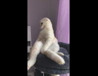 Brown cat sits like human black tower