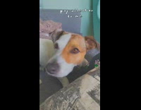 Dog sits up demands more pets girl 