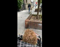 Dog walking down sidewalk uses wheelchair 