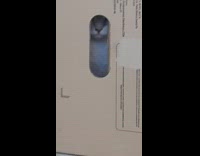 Cat inside box gets called peek hole