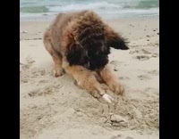 Dog bites plays with shell at beach