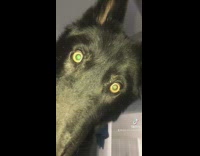 Black dog yellow green eyes standing over person in bed room
