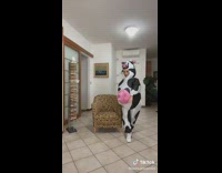 Girl does lap dance in cow suit