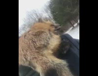 Red Fox Sits On Blue Shirt Girl's Shoulder in Snow