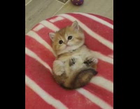 Brown white kitten on red white blanket 