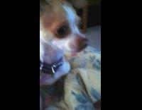 Small dog repeat howl noise from owner