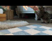 Submitter playing green string with cat 