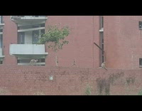 Monkey run like human on brick wall