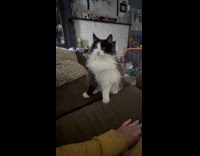 Lady and Cat Plays Indoors on Couch