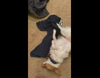 Small brown dog rolls around shorts floor