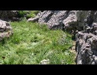 Collab DailyDoseOfInternet - Group of Butterfly flies near the lake while two little girl watches