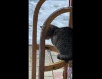 Two cats lay outside by snow 