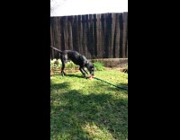 Dog on serious fight with garden sprinkler
