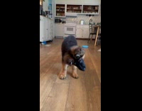 Dog tilts head when owner is talking