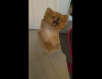 Brown dog tries to bite hair dryer 