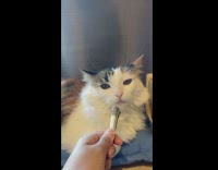 White cat asked about being fed back microphone