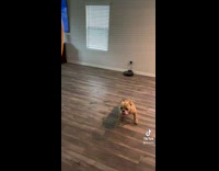 Collab BitchMP - Dog jumps at balloon and falls on back 