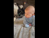 Husky dog pushes over baby on blanket rolls forward