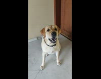 Brown dog barks four times math problem 