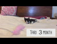 Kitten plays with pink feather toy bed