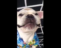 white dog dressed in tommy bahama Hawaiian shirt