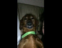 Brown dog sitting smiling next to girl 