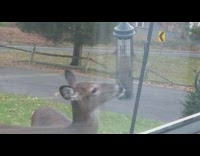 Brown deer eats food in bird feeder 