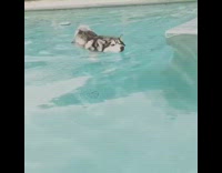 Husky swimming in pool