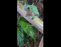 Small green frog leg up on stick 