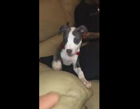 Puppy copies guy with amputated hand hitting couch