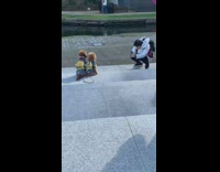 Brown dogs pose yellow backpack twins 