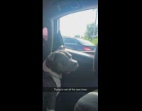 Grey dog in backseat of car biting at incoming traffic 
