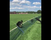 Collab Copyright Protection - dog runs face first into fence