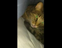 Guy shows cat hide under blue blanket