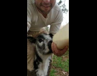 guy milking goat selfie