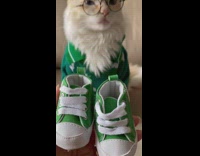 Cat wears green sweater and matching shoes 