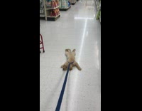 Girl drags golden retriever puppy down aisle 