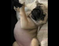 pug puppy plays with black strings